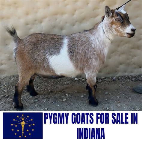 Goats for sale in indiana. Things To Know About Goats for sale in indiana. 